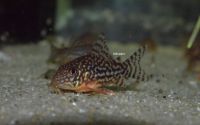 Corydoras Sterbai Hessen - Langen (Hessen) Vorschau