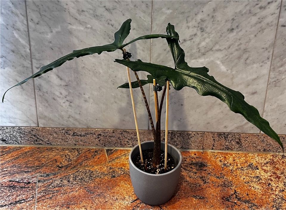 Alocasia Sulawesi Sabrina Narrow XXL - Erstklassig/Selten in Rottweil