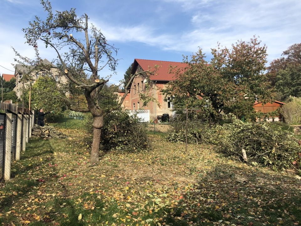 Grundstücksberäumung, Baum fällen, Baumabtragung, Rodung in Dresden