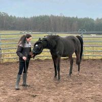 Freiarbeit Unterricht Natural Horsemanship Bayern - Würzburg Vorschau