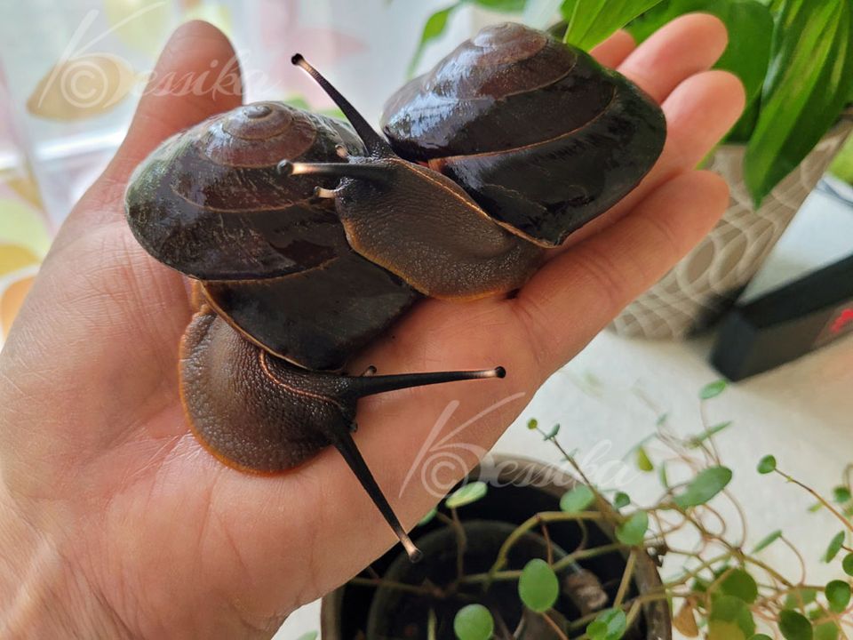 Caracolus excellens (keine Achatschnecken) in Lichtenau