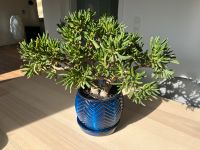 Sukkulente Crassula Gollum Löffelbaum Pflanze Zimmerpflanze Niedersachsen - Hameln Vorschau