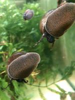 3 Blaubeerschnecken, Notopala sp.Blue Berry Thüringen - Greiz Vorschau