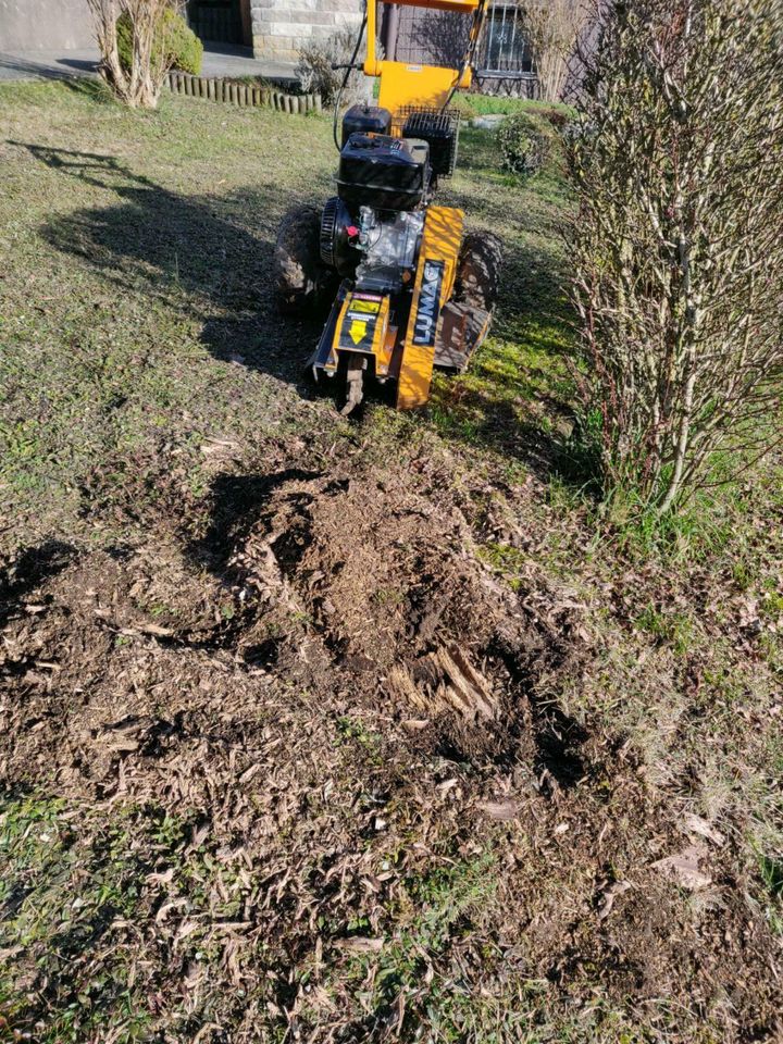 Baumstumpffräse Baumstumpf Entfernung Wurzelfräse in Herbrechtingen