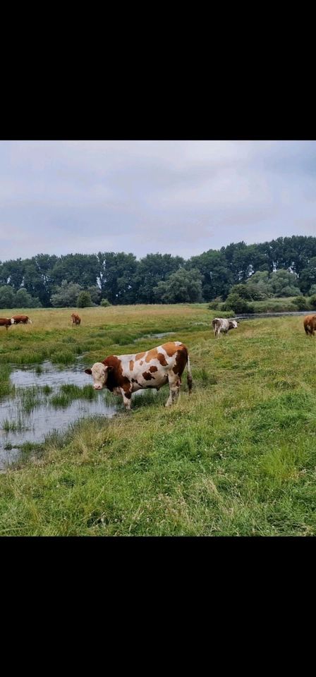 Rindfleisch Fleischpakete aus Weidehaltung in Landesbergen