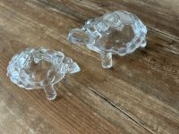 Glas Schildkröten Nordrhein-Westfalen - Kaarst Vorschau