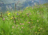 Gartengrundstück, Wiese Baden-Württemberg - Werbach Vorschau