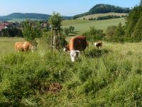 Hinterwälder Kälber Thüringen - Schimberg Vorschau