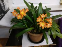 Clivia Nobilis Lindl Blattpflanze Baden-Württemberg - Schwaikheim Vorschau