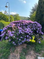 Großer Rhododendron Thüringen - Tabarz Thüringer Wald Vorschau