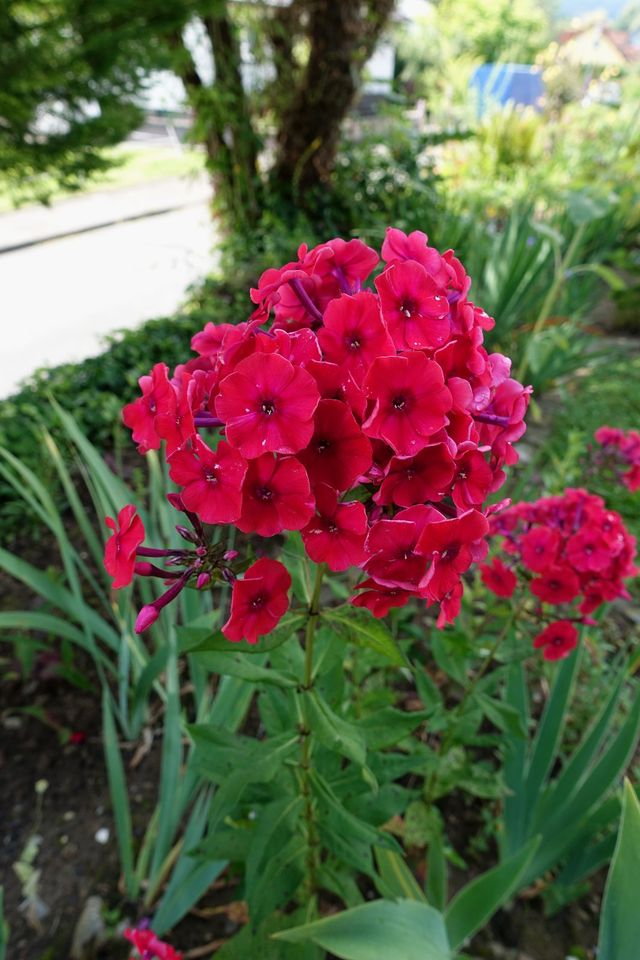 Hohe Flammenblume 'Newbird' Phlox paniculata Staude duftend in Liebenau