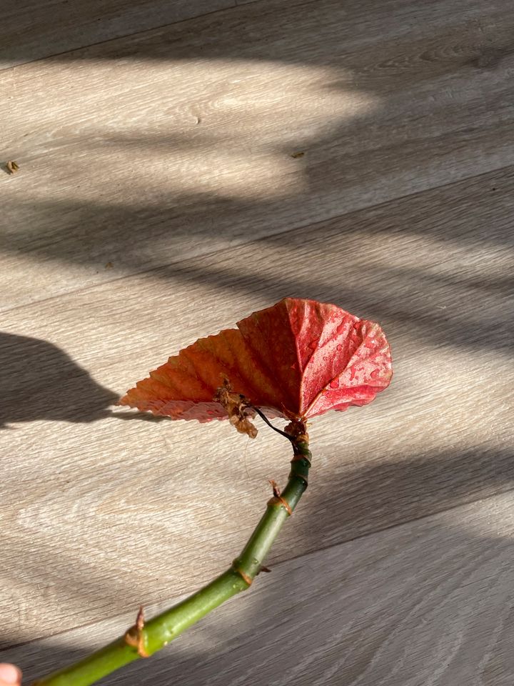 Korallenbegonie, Begonia Corallina, Steckling mit Blatt, bewurzel in Berlin