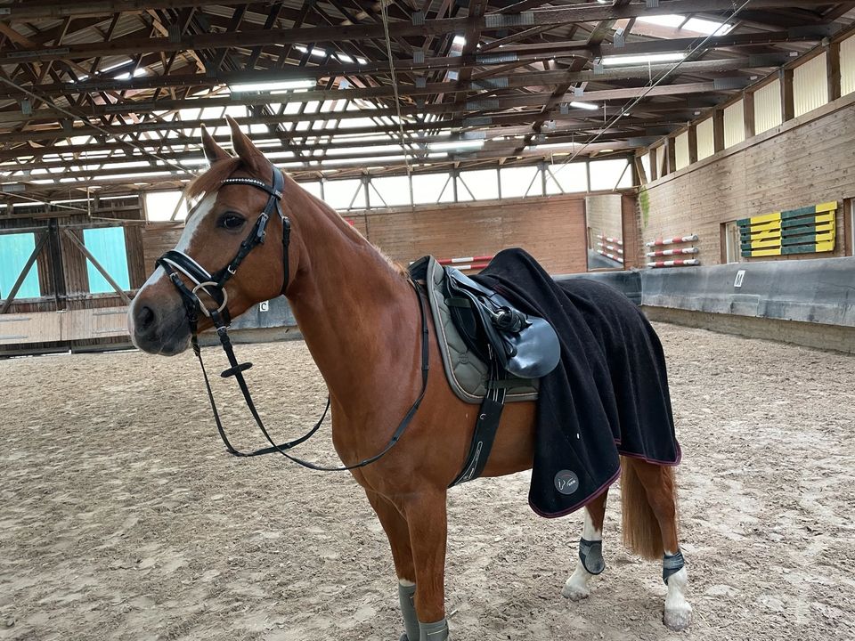 13 jähriger Wallach, Deutsches Reitpony in Philippsthal (Werra)