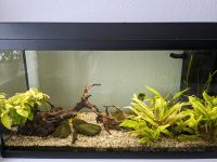 Verkaufe 110 Liter Aquarium mit Besatzung Nordrhein-Westfalen - Siegburg Vorschau
