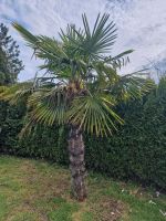 Trachycarpus fortunei Palme  Setzling Hanfpalme Nordrhein-Westfalen - Goch Vorschau
