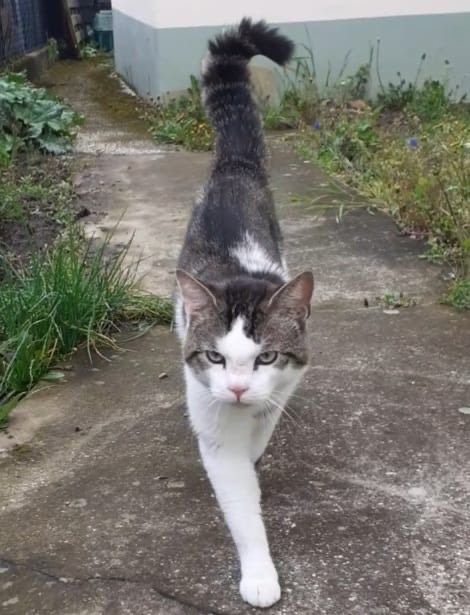 Kater Timmy entlaufen / vermisst in Anröchte