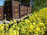 Bienenvölker, Wirtschaftsvölker, Bienenvolk Niedersachsen - Rastede Vorschau