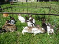 Kaninchen abzugeben! Sachsen - Obergurig Vorschau