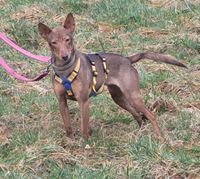 Orenda Podenco Hündin Saarland - Neunkirchen Vorschau