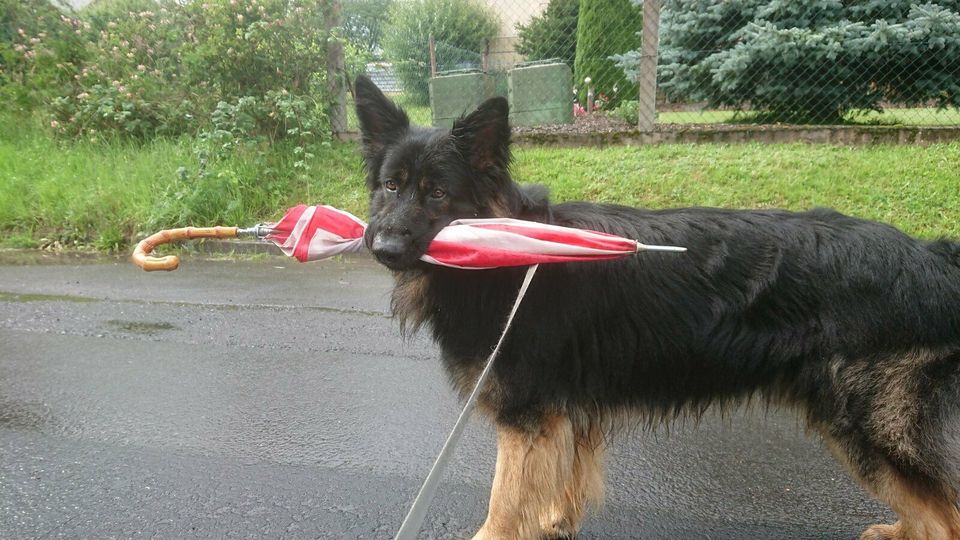 Hundeschule,- Pension in Flieden