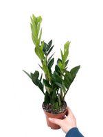 Zamioculcas zamiifolia / Glücksfeder Hannover - Vahrenwald-List Vorschau