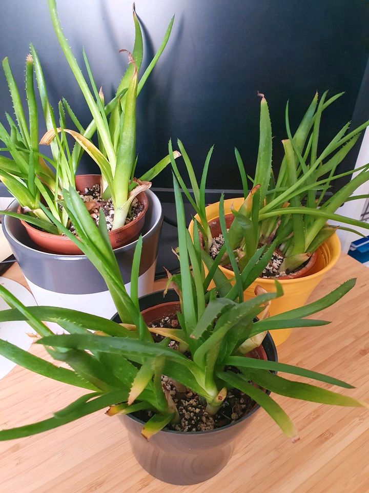 Tausch: Pflanze Aloe in Ilmenau