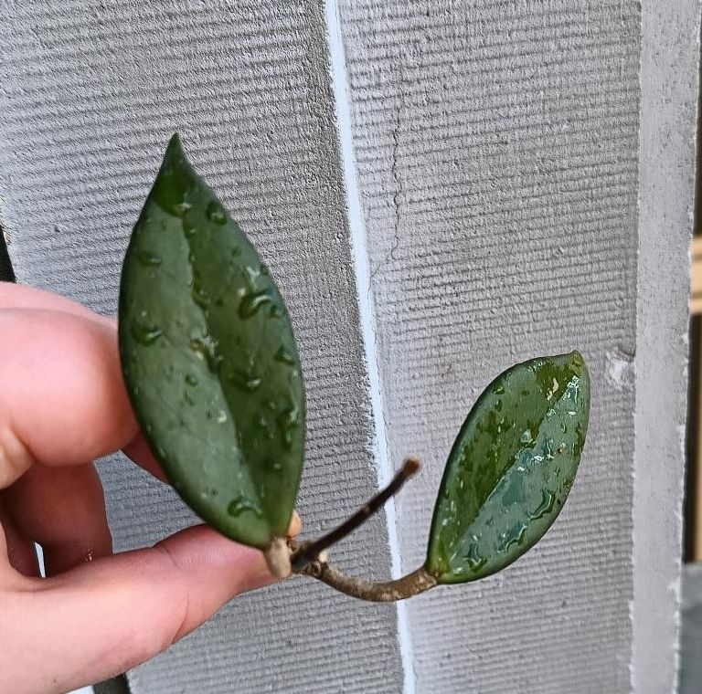 Hoya Steckling Ableger No Anthurium Begonia Philodendron Alocasia in Karlsruhe