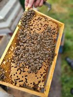 Bienenableger auf DNM zu verkaufen Nordrhein-Westfalen - Rheinberg Vorschau