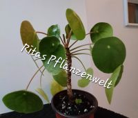 Pilea peperomioides Baum, Chinesischer Glückstaler, Zimmerpflanze Bayern - Stephanskirchen Vorschau