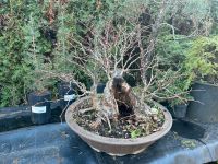 Bonsai Linde Hessen - Gernsheim  Vorschau