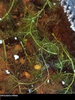 Utricularia (Wasserschlauch, Karnivoren) Update 24. April Nordrhein-Westfalen - Hilden Vorschau