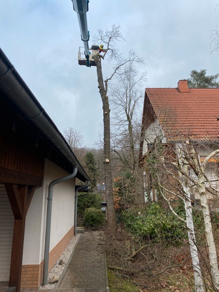 Baumpflege Baumfällung Baumdienst Obstbaumschnitt Baumservice in Chemnitz