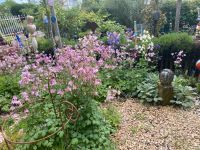 Akelei , große Pflanzen, rosa , lila Saarland - Beckingen Vorschau