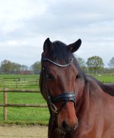 Freizeitpferd Springpferd Dressurpferd Niedersachsen - Emstek Vorschau