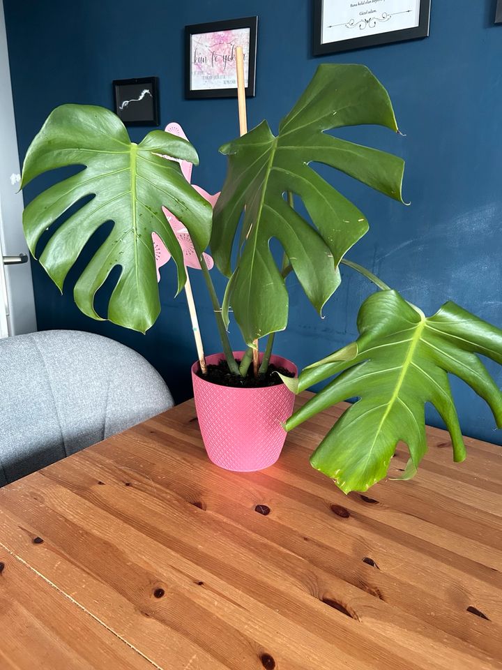 Monstera Zimmerpflanze im Topf rosa in Berlin