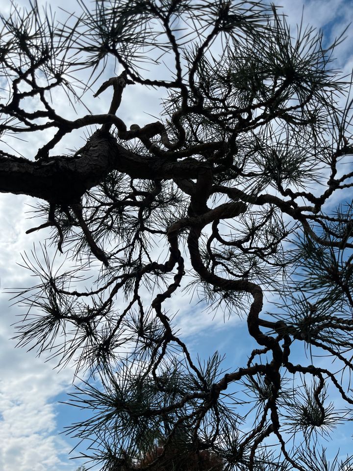 Bonsai Pinus Sylvestris Kiefer Waldkiefer Yamadori Kaskade in Worms