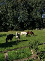 Sommer  Weide für 1-3 Pferde Schleswig-Holstein - Altenholz Vorschau