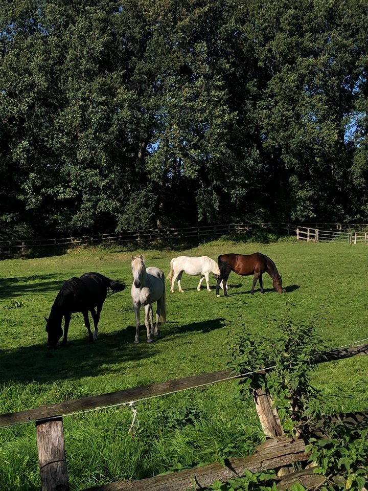 Sommer  Weide für 1-3 Pferde in Altenholz
