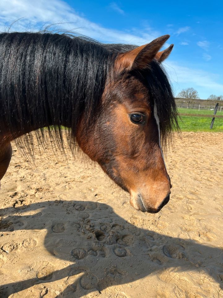 Deutsches Reitpony Stute in Rieste