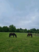 Offenstallplatz für Pony frei Niedersachsen - Stelle Vorschau