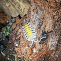 Porcellio Bolivari Yellow Ghost Baden-Württemberg - Nürtingen Vorschau