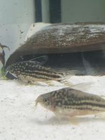 Corydoras napoensis Häfen - Bremerhaven Vorschau