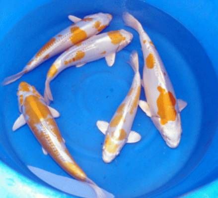 Israel Koi`s - Jetzt im Angebot // Fischfarm Eske in Flensburg