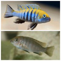 Cynotilapia Zebroides Afra Cobue Malawi Buntbarsch Mbuna Berlin - Spandau Vorschau