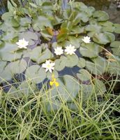 Teichseerose Wasserpflanzen Müritz - Landkreis - Waren (Müritz) Vorschau