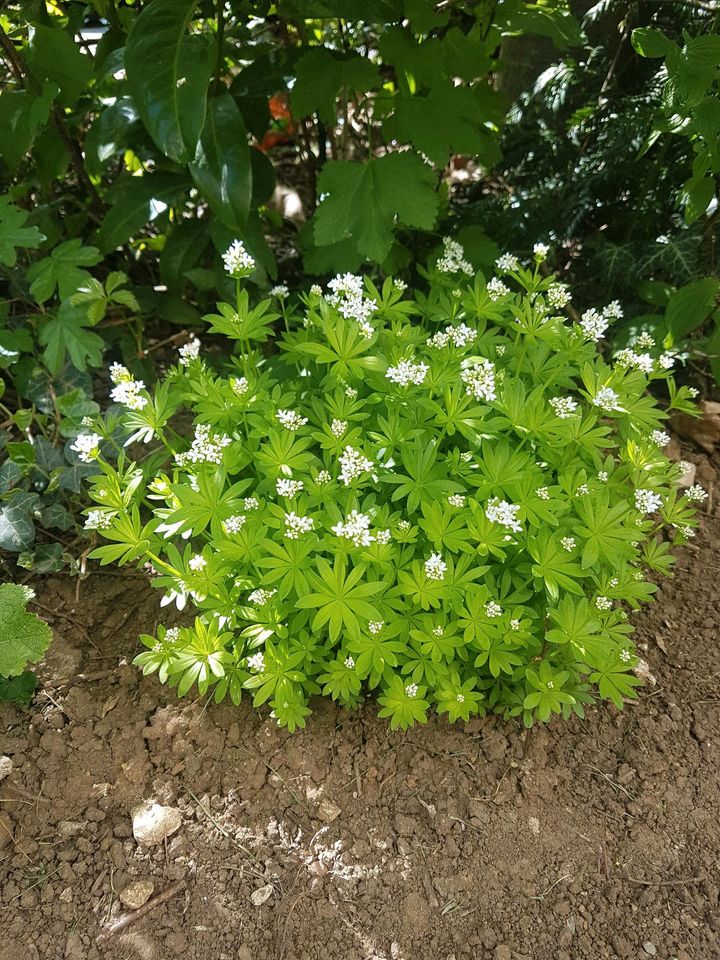 Ableger Waldmeister in Nördlingen