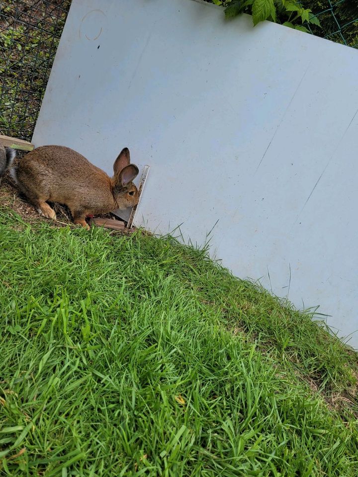 Neuseeländer Mix in St. Ingbert