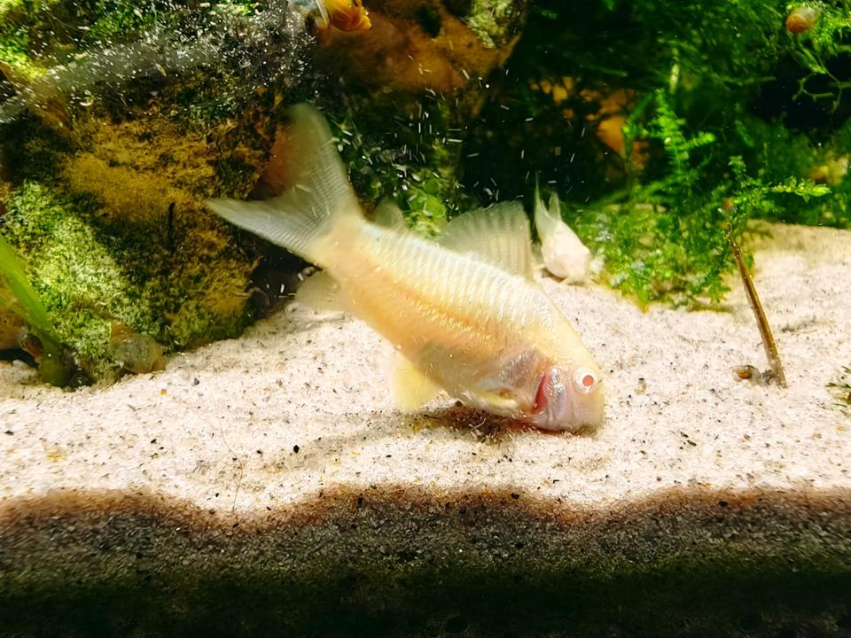 ⭐Albino Metallpanzerwels Corydoras aeneus Fisch Aquarium 3€*⭐ in Minfeld