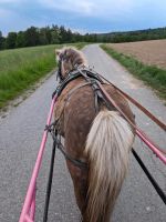 Reit / Pflegebeteiligung pony Baden-Württemberg - Stockach Vorschau