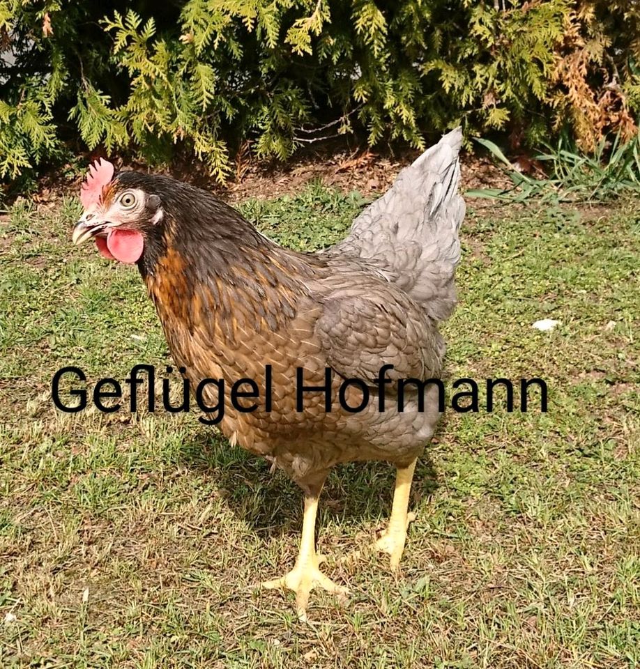 Geflügelverkauf, Hühner, Legehennen, Wachteln,u.v.m. in Neunkirchen a. Brand
